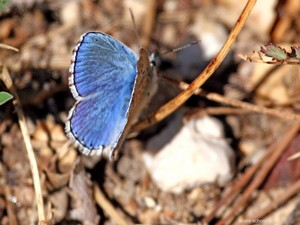 Azuré bleu céleste